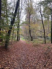 Wanderweg Bentheimer Wald