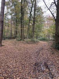Spaziergang im Bentheimer Wald
